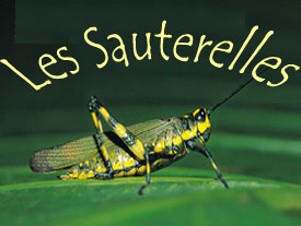 Les Sauterelles