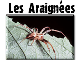 L'Araignée