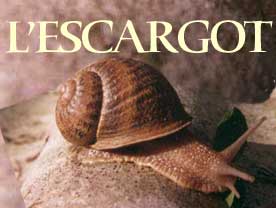 L'escargot