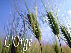 L'orge