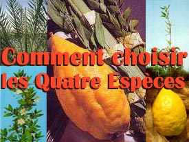 Comment choisir les Quatre Espèces