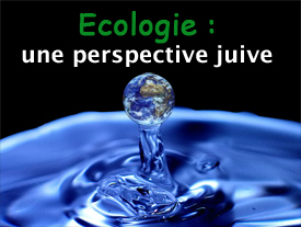 Ecologie : une perspective juive