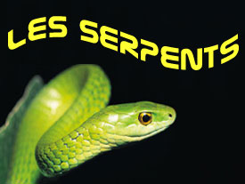 les Serpents