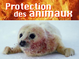 Protection des animaux